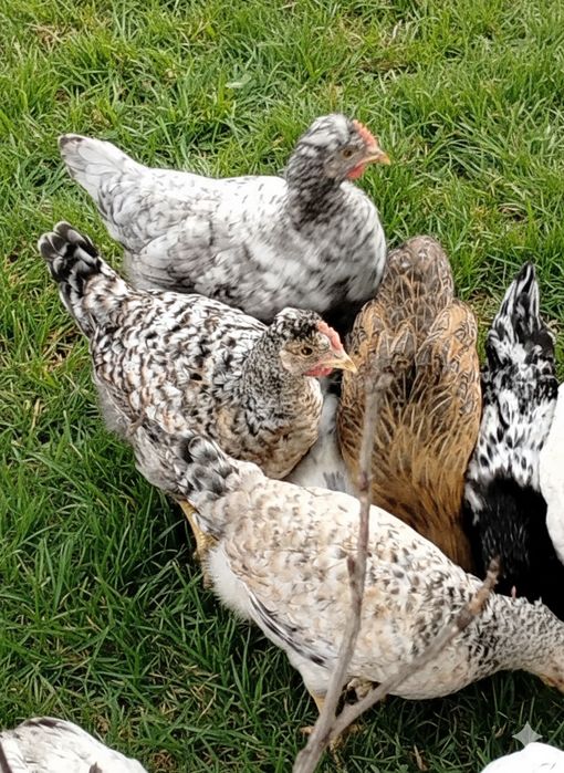 Koguty, kaczory młode