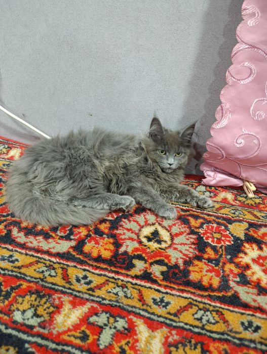 Котенок мейнкун в редком красивом окрасе