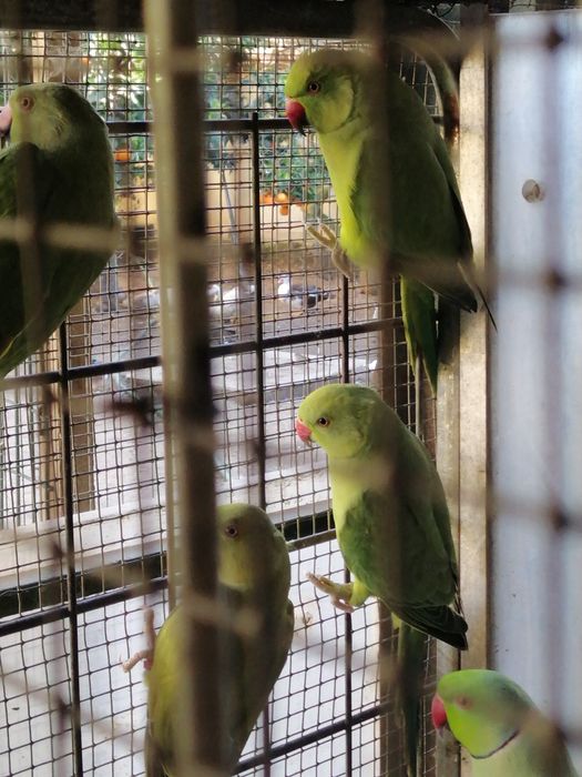 Ring Necks verdes (2025)