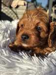 Cavapoo Red piekny piesek