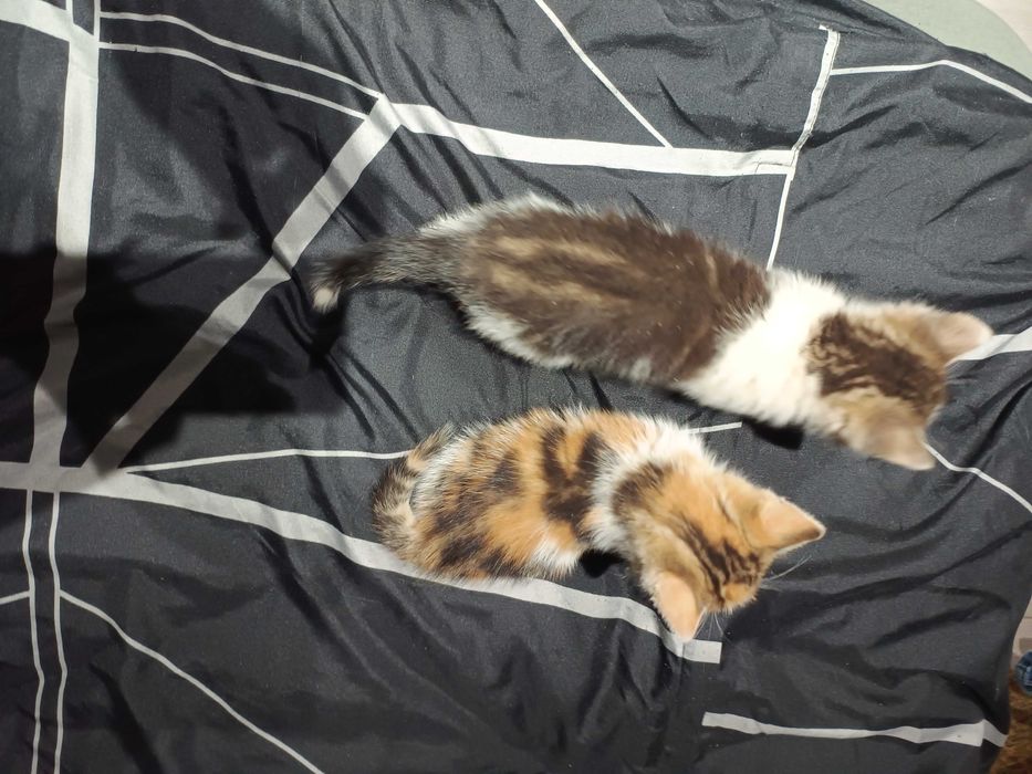 Oddam za darmo trzy małe kotki