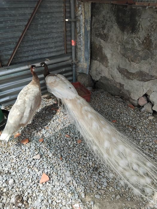 Vendo casal de pavões