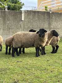Vendo ovelha Suffolk