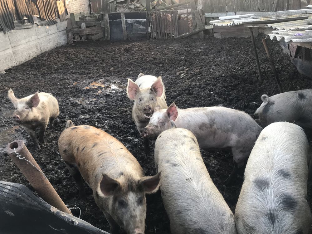 Продам свиней жива вага