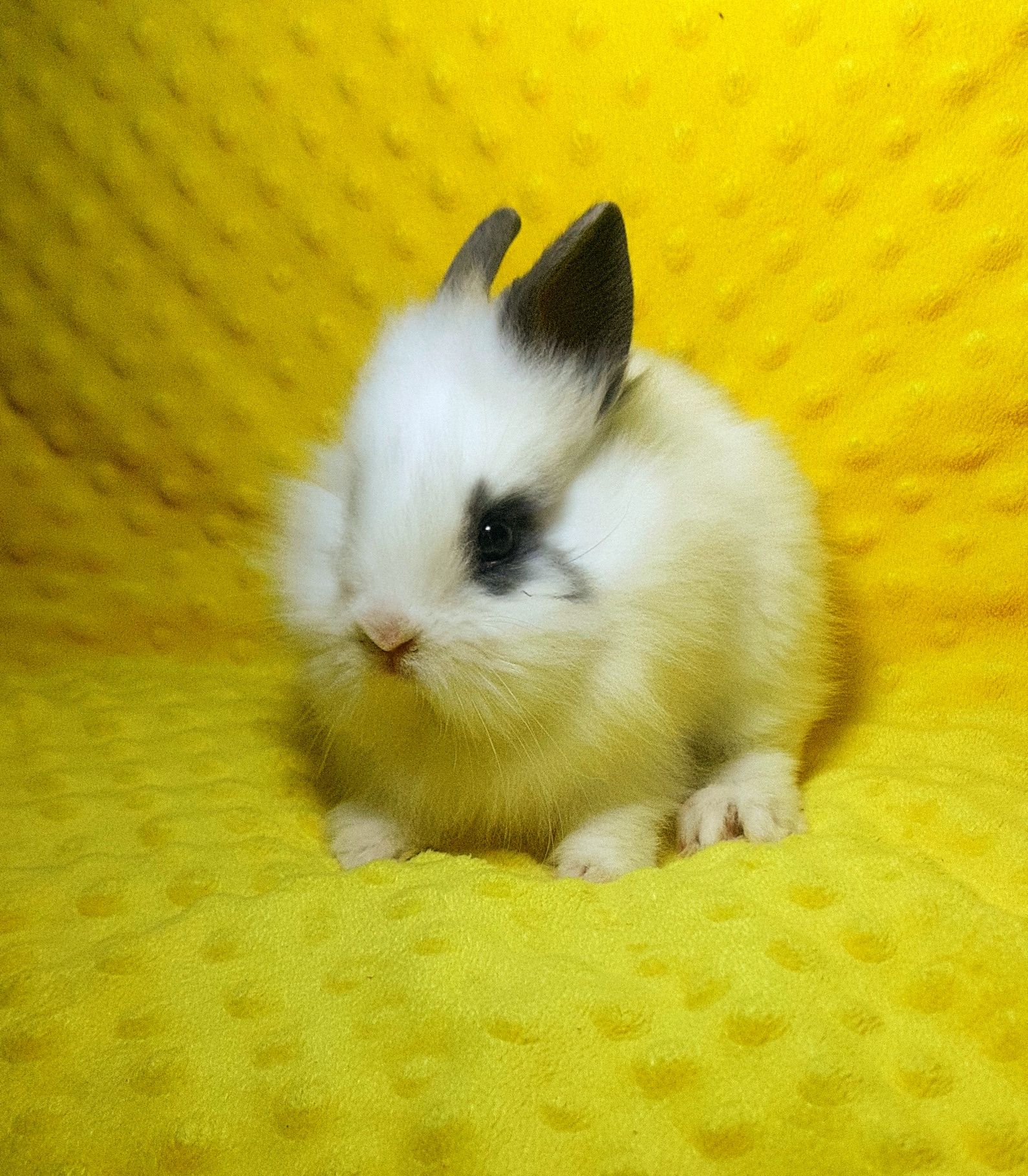 Карликовые мини кролики,крольчата,кроленята,міні кролик