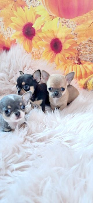 Chihuahua piękna płowa mini sunia