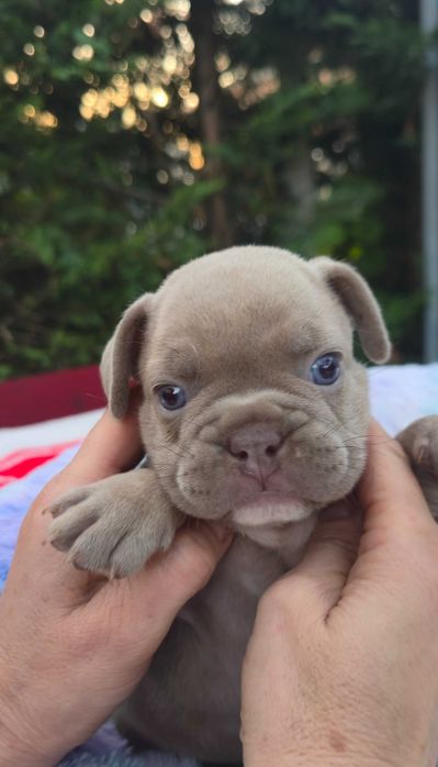 Bulldog Francês  Qualidade