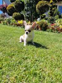 Piesek Tito Chihuahua biały z rudymi znaczeniami Bajeczne Urwisy