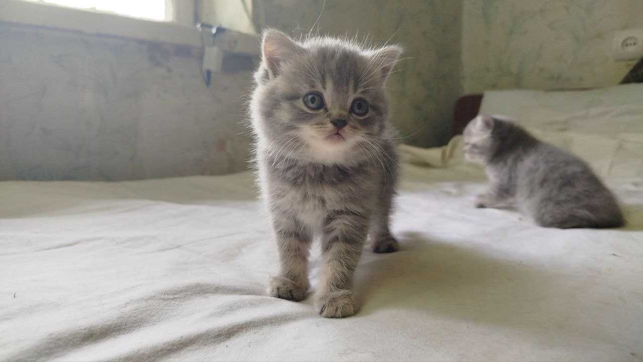 Шотландські кошенята