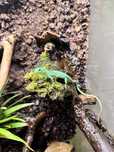 Gastropholis Prasina + Terrarium Tropikalne (60x45x90)  z wodospadem