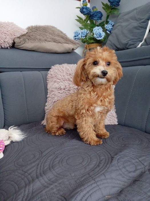 Piesek Maltipoo F1.