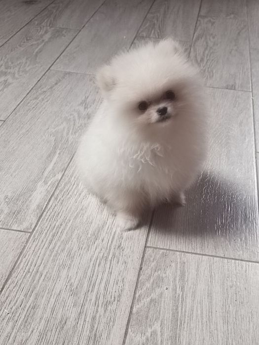 Pomeranian piesek