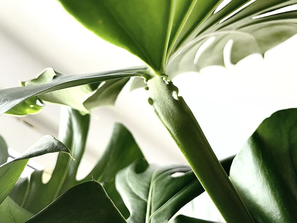 Monstera Deliciosa ( big form )