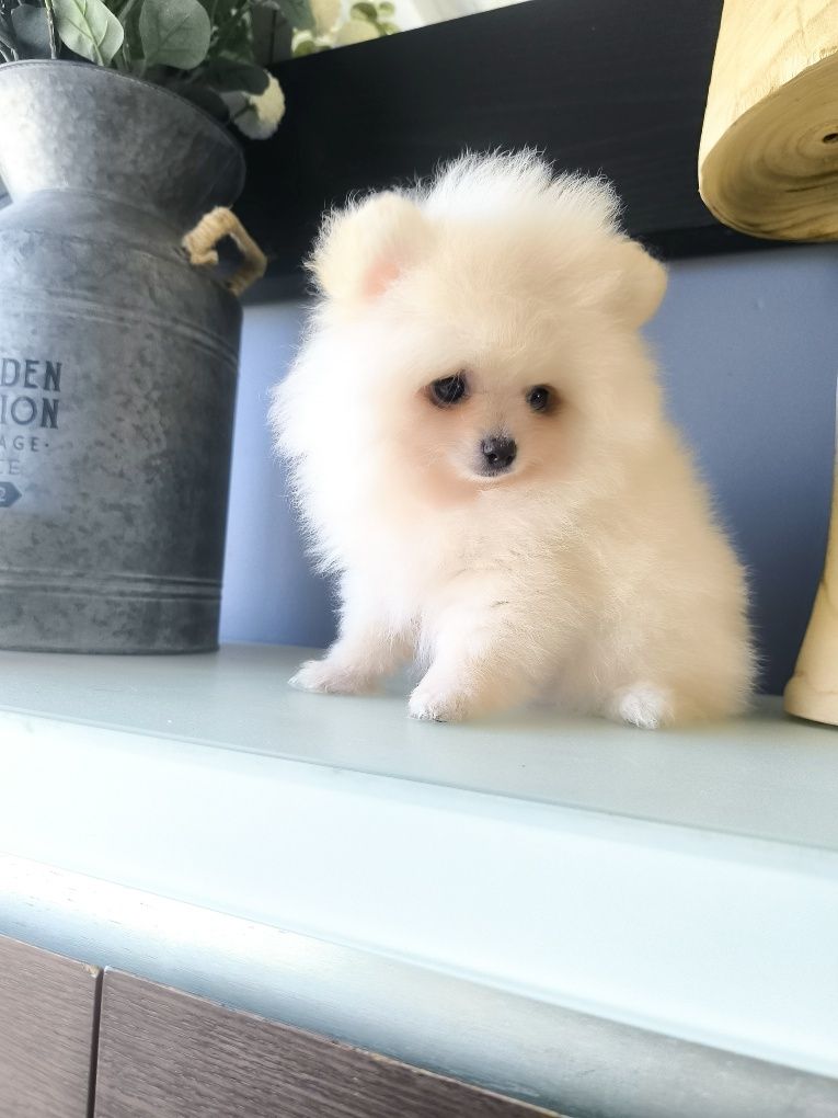 Spitz Anão/ Lulu da Pomerânia  Mini.