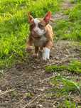 American Bully Pocket suczka