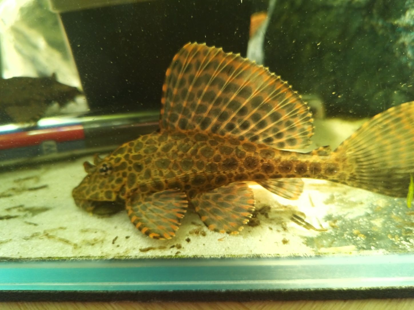 zbrojnik lamparci ok. 15cm