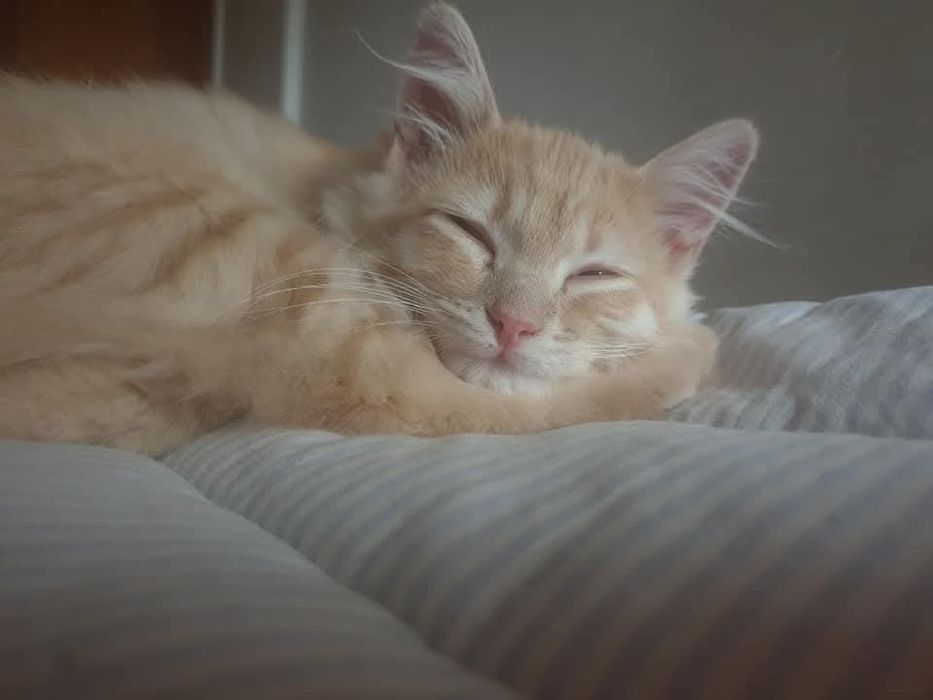 Doação gato 4 anos - saudável