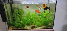 Kit Aquario Plantado 75 L