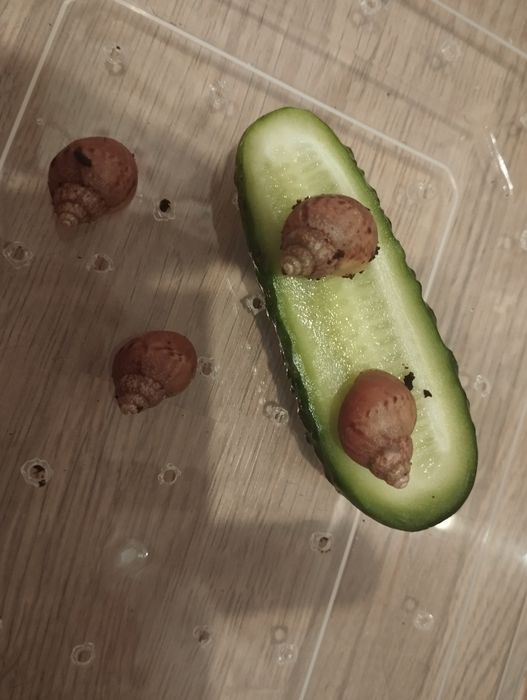 Ślimak aftykanski-Lissachatina fulica albino body