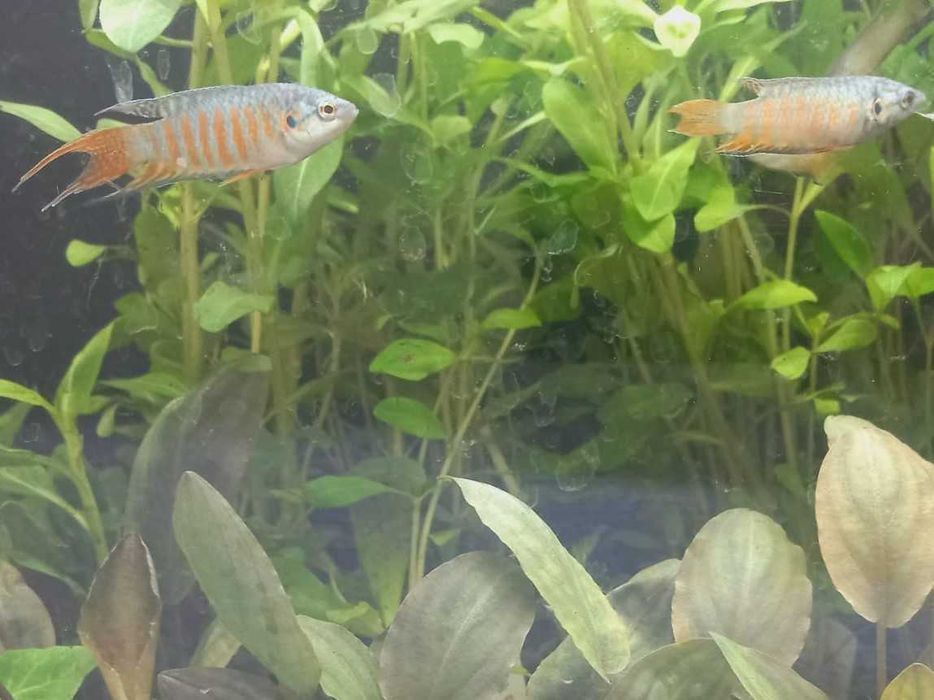 Macropodus opercularis blue \ Paraiso Azul