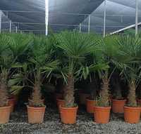 Palma Trachycarpus Fortunei Przedsprz. Mrozoodporna do -17 stopni