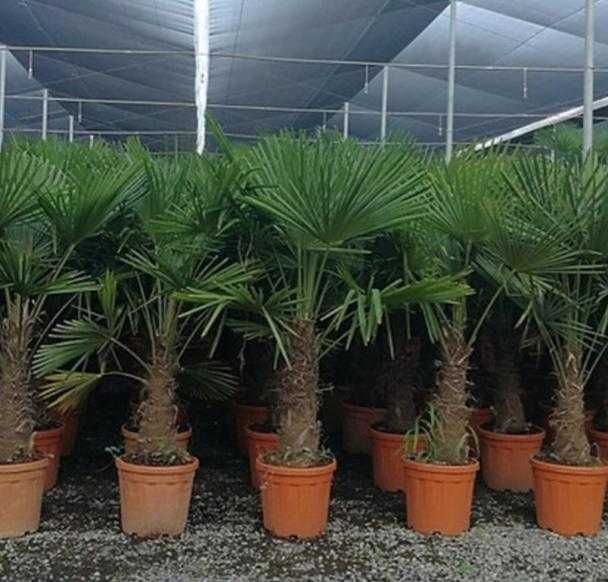 Palma Trachycarpus Fortunei Przedsprz. Mrozoodporna do -17 stopni