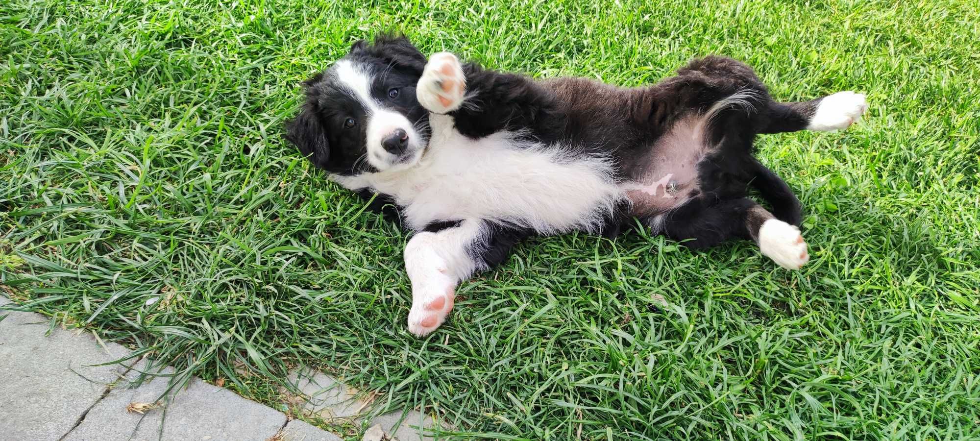 Piesek Border Collie - Bruno