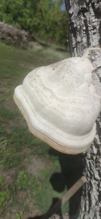 Трутовик гриб на грецькому горіхі