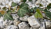 Grys granitowy szary, grys dalmatyńczyk, granit, kamienie dekoracyjne