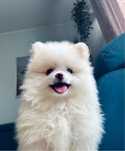 **Cindy**Szpic miniaturowy, pomeranian