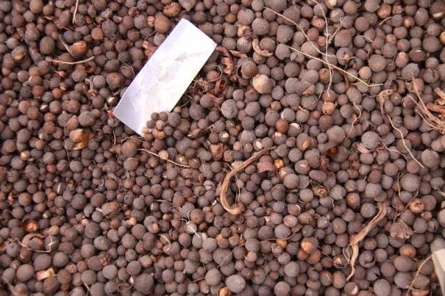 Діти гладіолусів