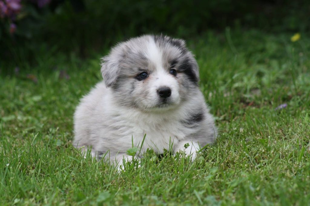 Border collie ZKWP piesek blue merle