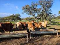 26 Vacas novilhas para venda, em produção biológica cruzado limousine