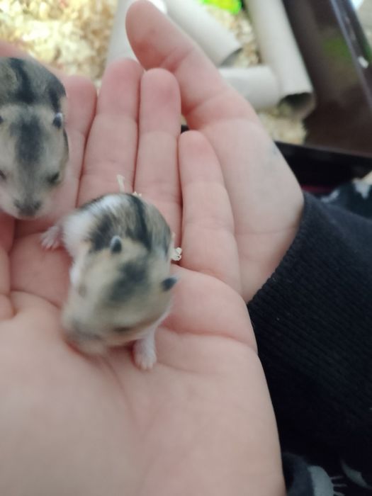 2 małe chomiki dżungarskie