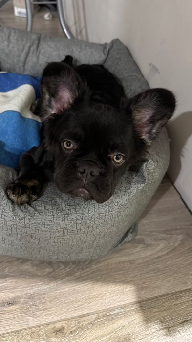 флаффі французький бульдог