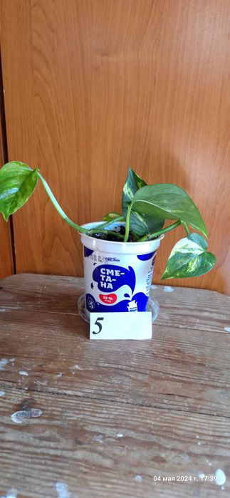 Епипремнум [ епіпремнум] кімнатна ліана