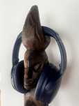 Bose QC 45 Limited Edition Stan Gabinetowy