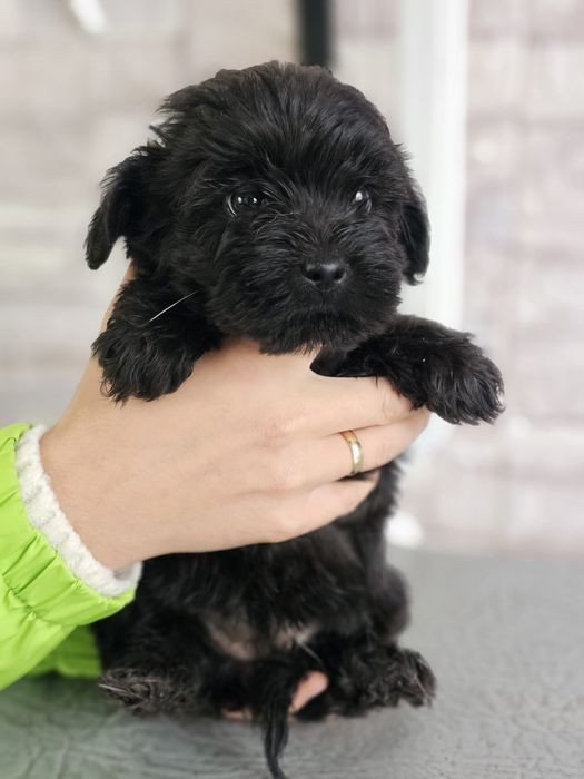Maltipoo chłopiec , maltipoo F1 b ( maltańczyk pudel)