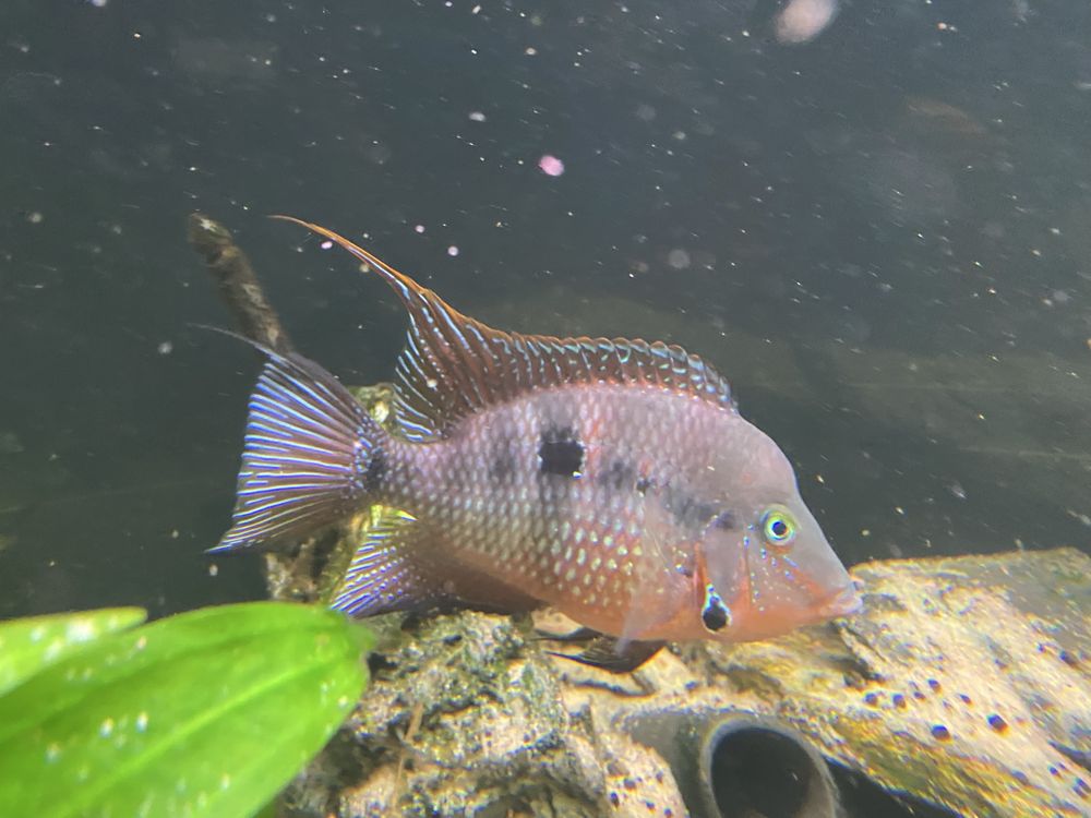 Ciclideo Boca de Fogo (Thorichthys meeki)