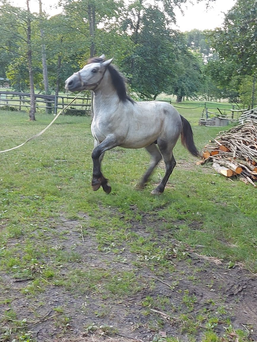 Ogier zimnokrwiste roczny