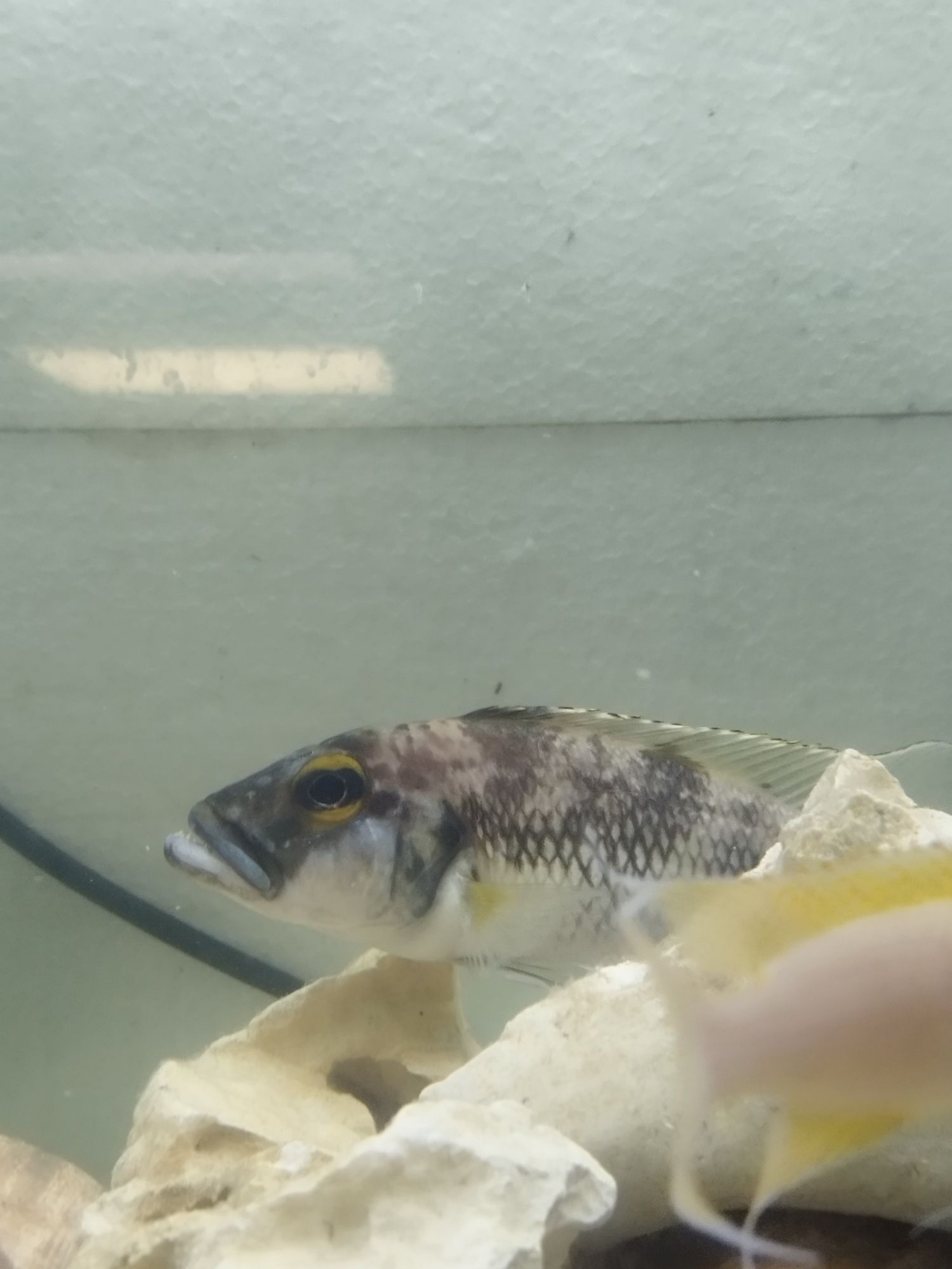 Lepidiolamprologus lemairi sibwesa f1