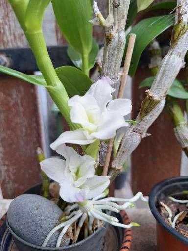 Flores orquídeas à venda