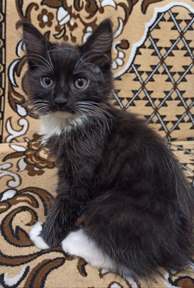 Котик в добрі руки