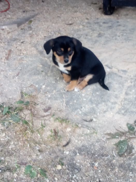 Oddam pieski za darmo