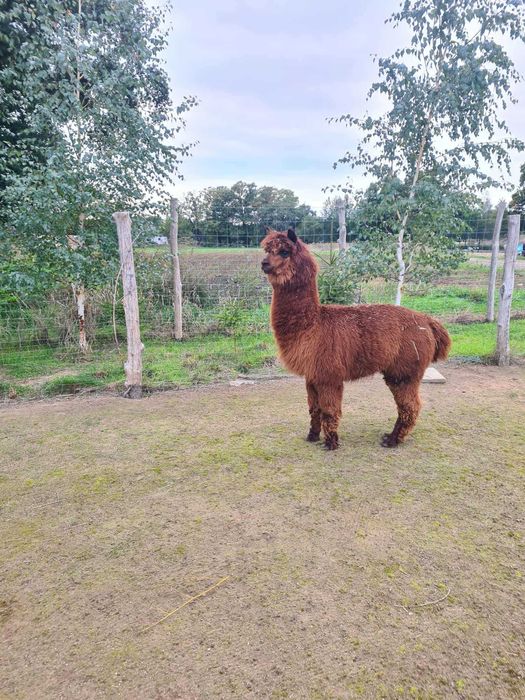 Sprzedam lub zamienię na inne zwierzątka lub ptaki samca Alpaki