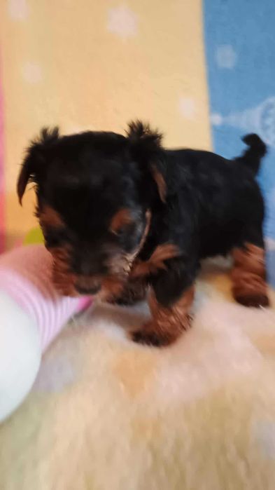 Yorkshire terrier SUCZKA mała Rodowód Chip DO REZERWACJI