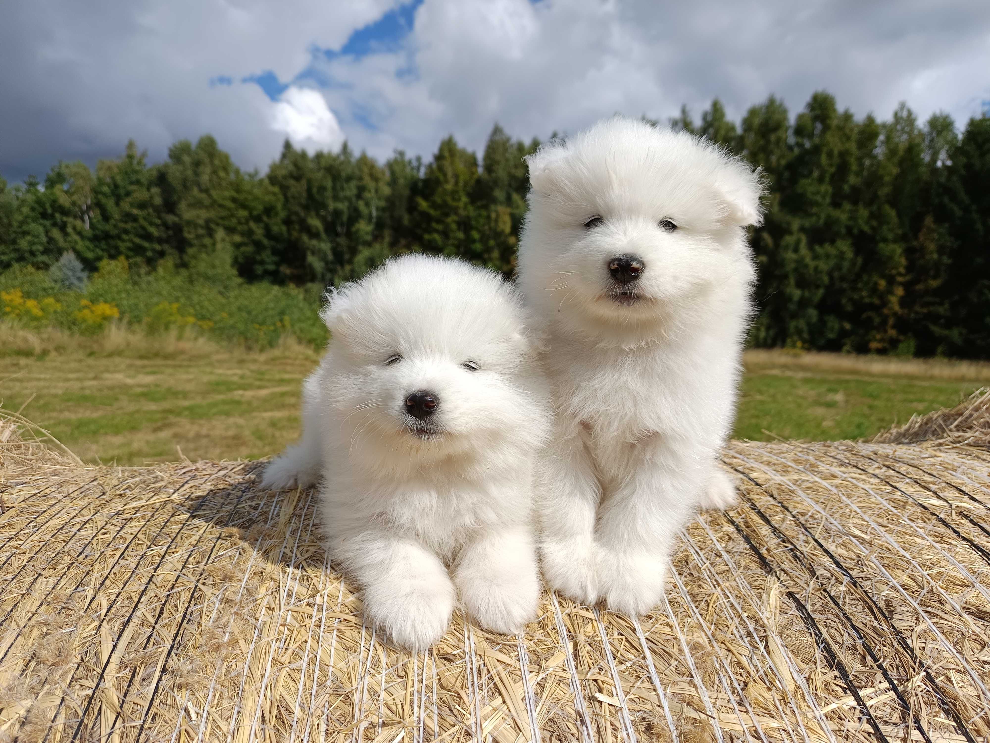 Samoyed szczenię Już do odbioru ZKwP FCI