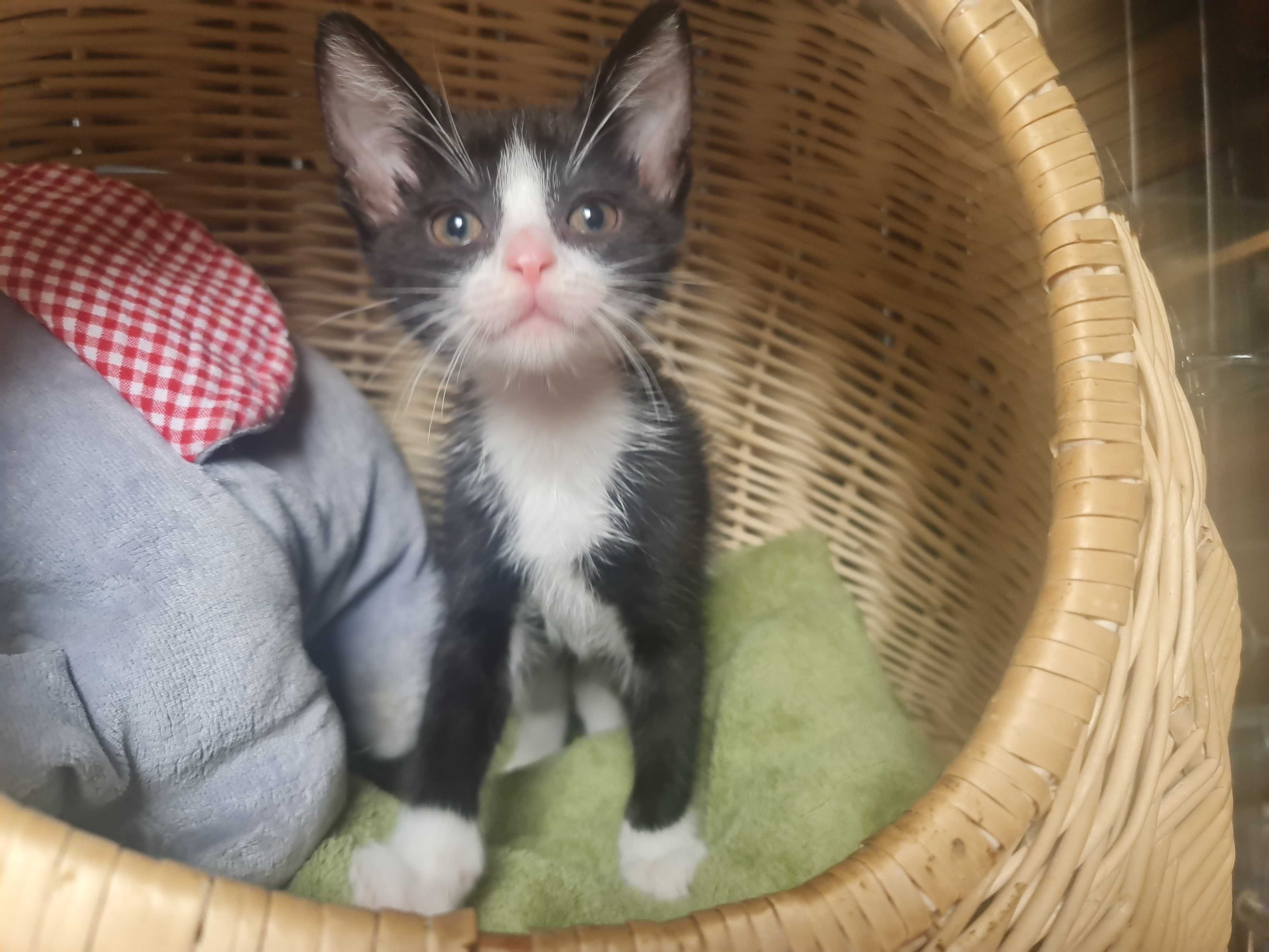 Tom ma 8 tygodni i jest zjawiskowy