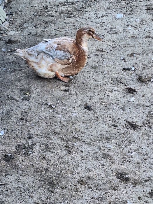 Kaczki, kaczory ruańskie, francuskie, tusze