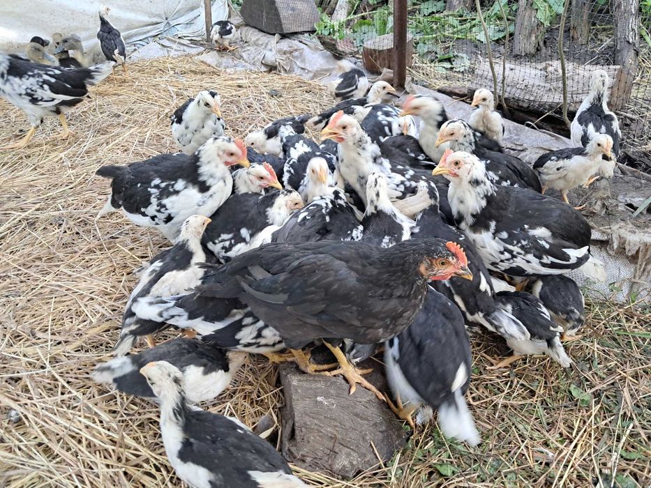 Курчата породи легорн далматинець